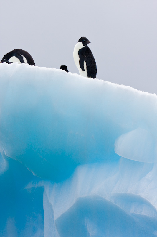 Adélie Penguins On Iceberg